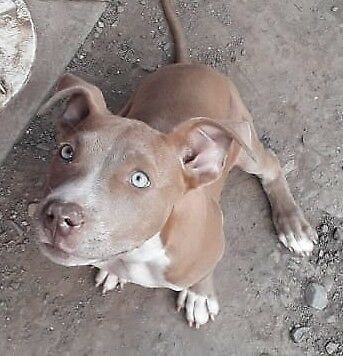 VENDO PERRO PITBULL