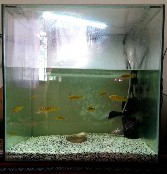 Vendo Acuario completo de 125 litros usada en exelente