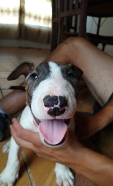 Vendo Bullterrier Macho