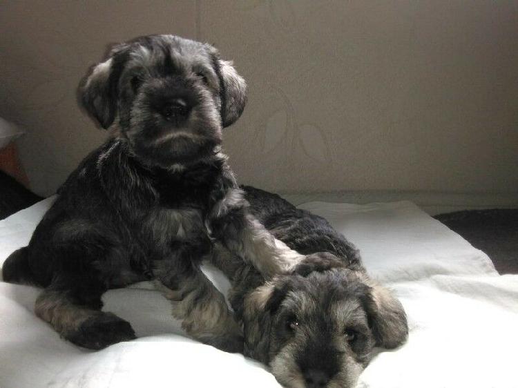 Vendo Mini Schnauzer sal y pimienta