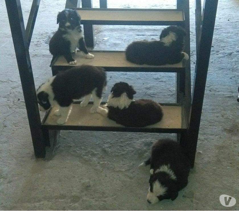 Vendo cachorritos Border Collies