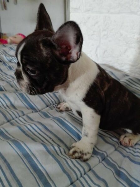 Bulldog Frances disponibles