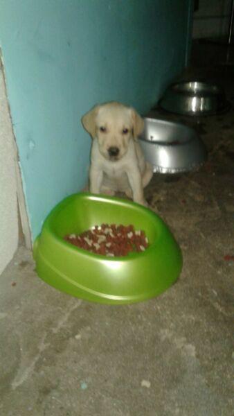 Cachorro de labradores