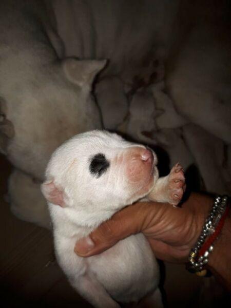 Cachorros Dogos argentinos