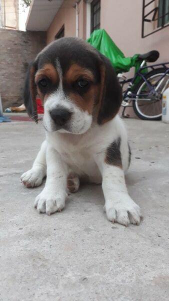 Cachorros beagles tricolor