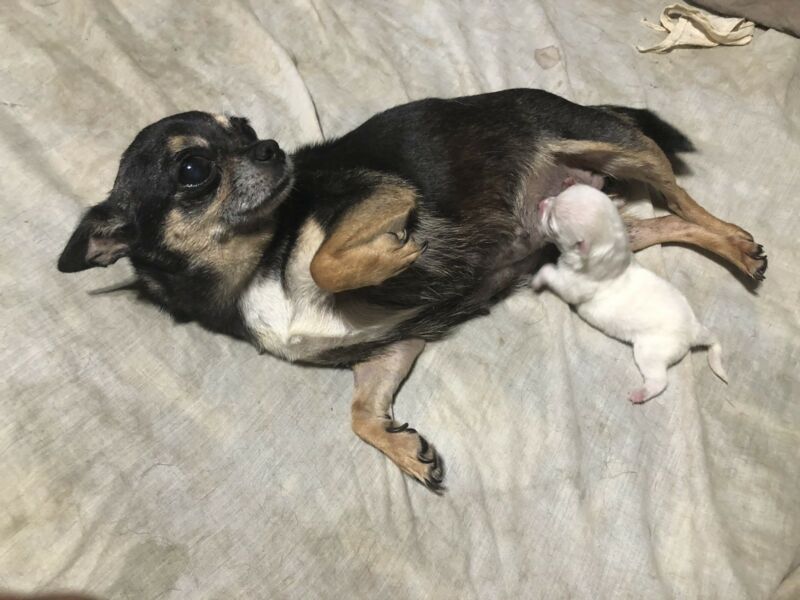 Cachorros chihuahuas en tigre