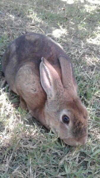 Conejita mini rex