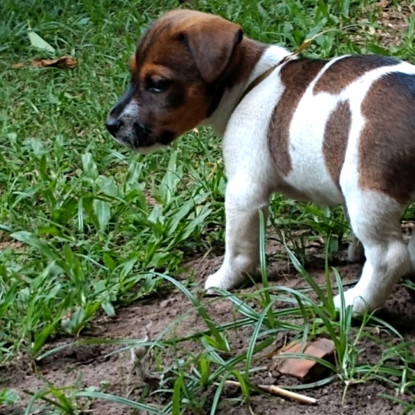 Cachorros jack russell terrier
