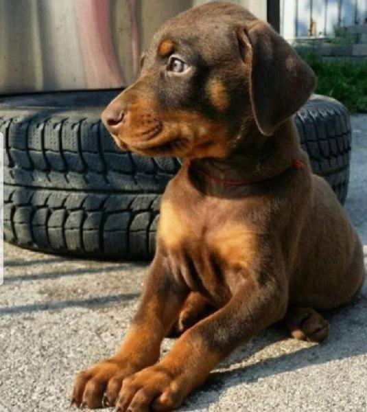 Doberman
