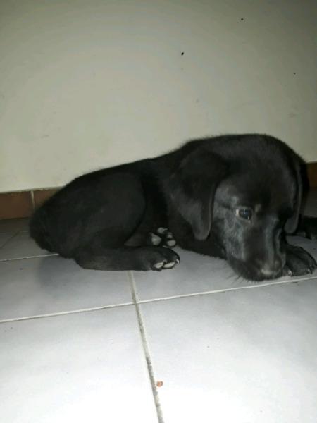 Hermoso cachorro labrador!!!
