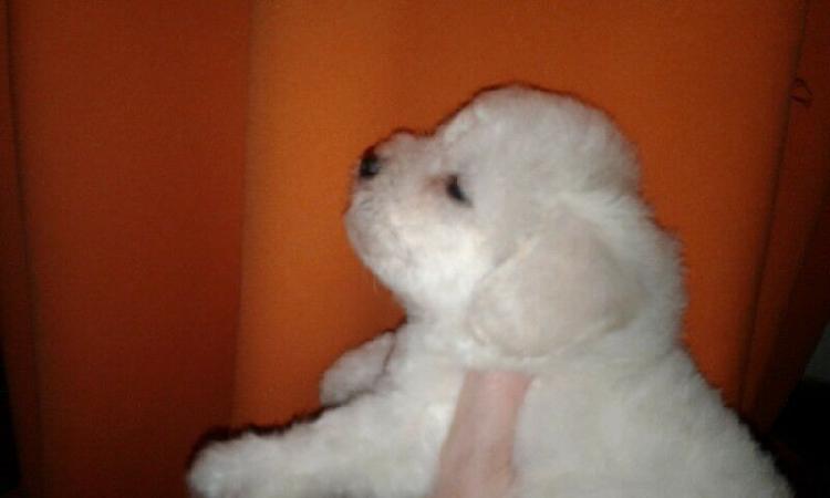 VENDO CACHORROS BICHON FRISE !!!