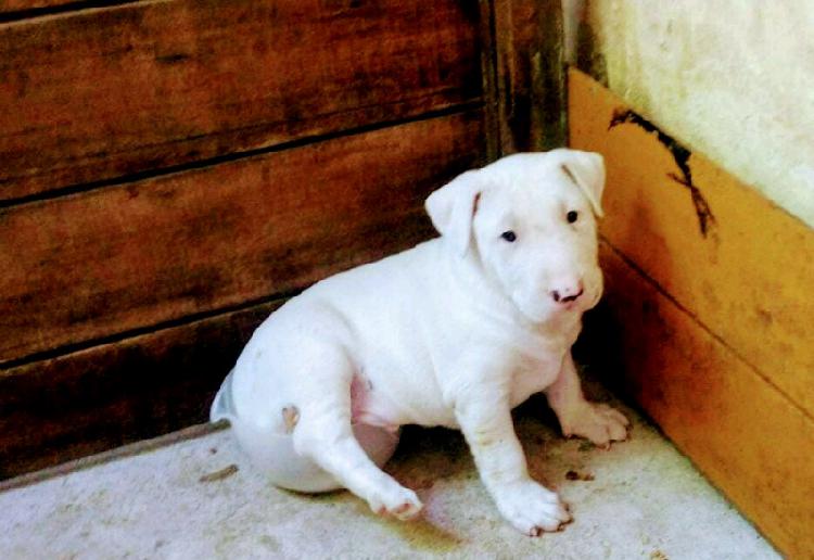 CACHORROS BULL TERRIER