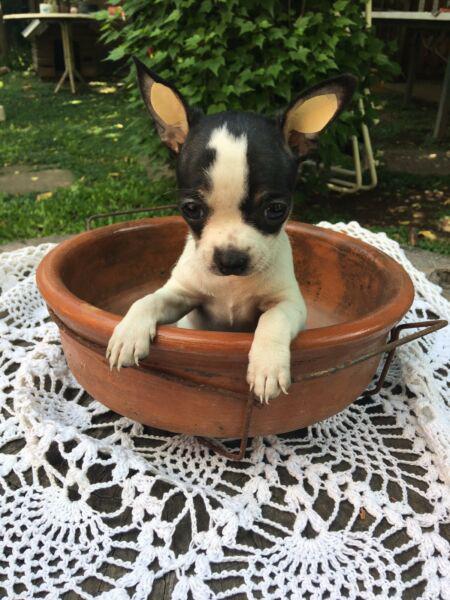 CHIHUAHUA HEMBRA BICOLOR