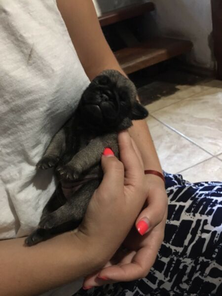 Cachorros Pug carlinos