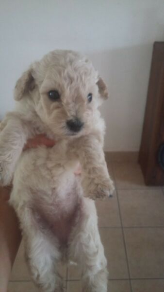 Cachorros de caniche toy
