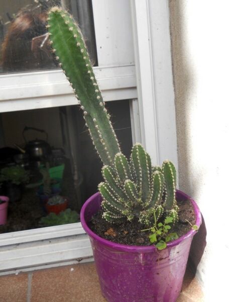 Cactus Acanthocereus tetragonus Fairy Castle Maceta 12