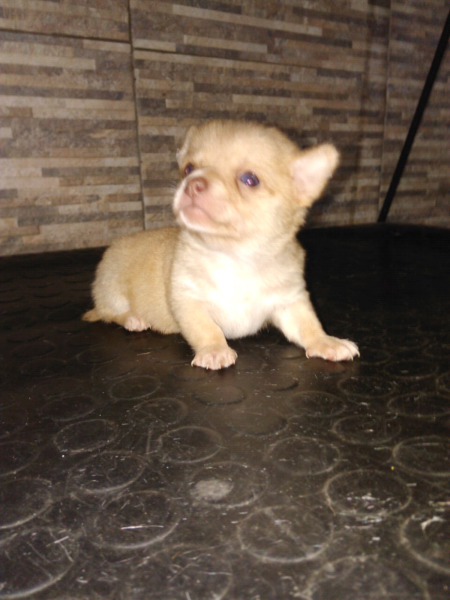 Chihuahua mavho hermoso