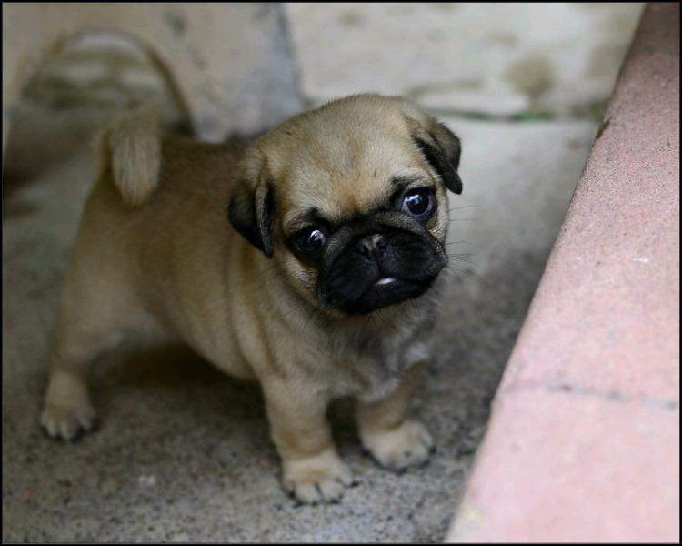 Pug carlinos con pedigree