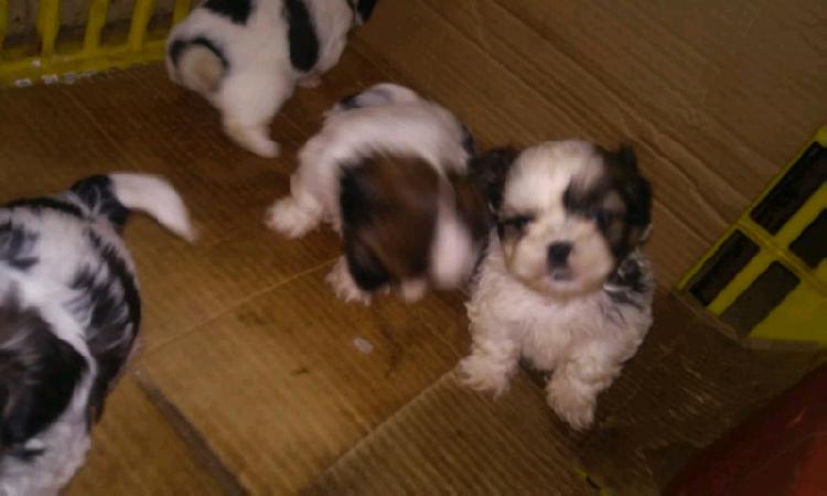 Shih Tzu Hermosos