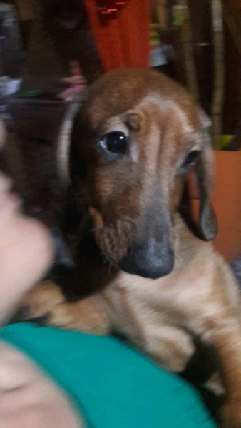 Hermoso perro salchica marrón de 5 meses