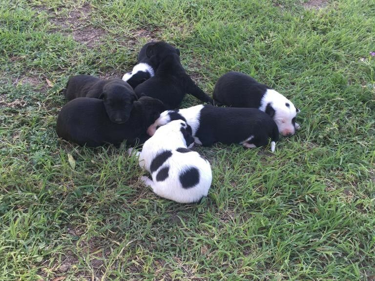 Cachorros Border Collie