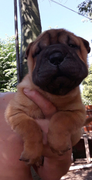 Cachorros shar pei