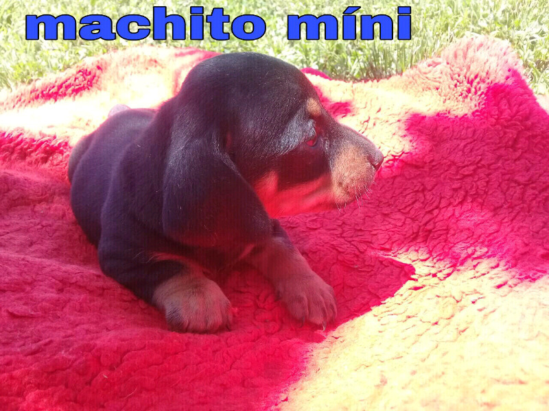 Dachshund míni machito