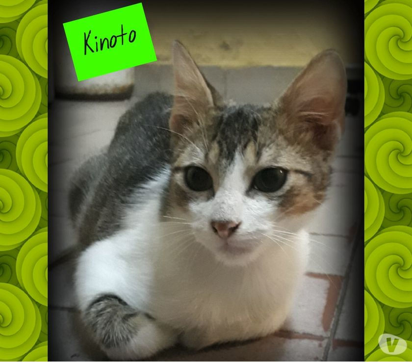 KINOTO busca hogar