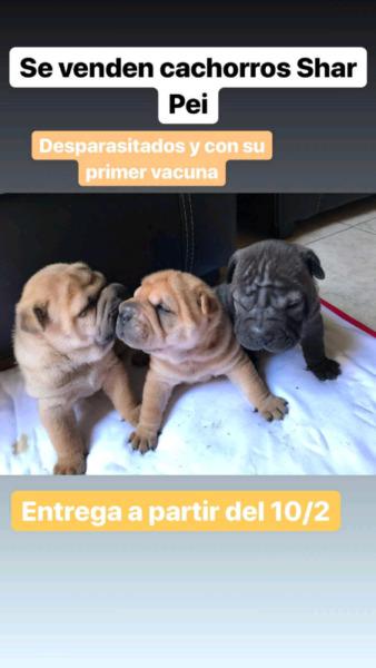 Perros Shar Pei