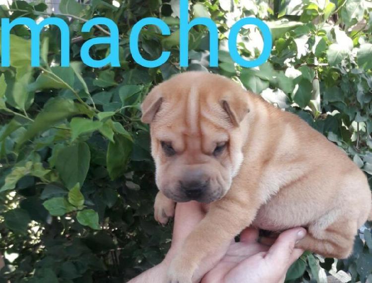 shar pei machitos y hembrita