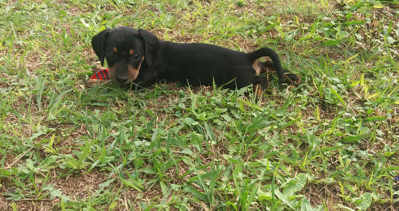 ALCHICHA MINI MACHITO NEGROS! UNICOS EN CORDOBA. ACEPTO