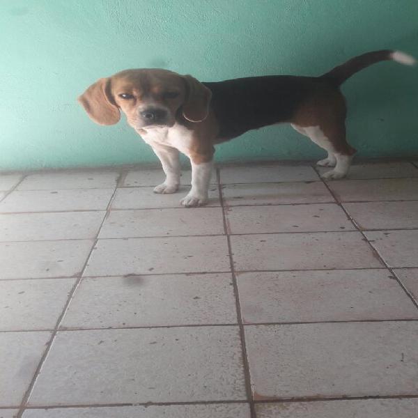 Beagle Hembra Preciosa