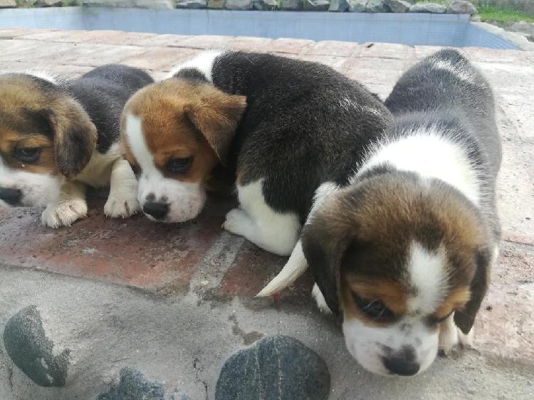 Cachorros Beagle Tricolor Machos Y Hembr