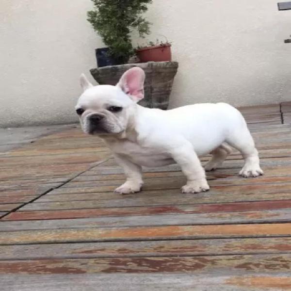 Hermosa Bulldog Frances