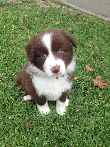 Registrado Border Collie cachorros en venta