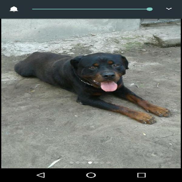 Rottweiler