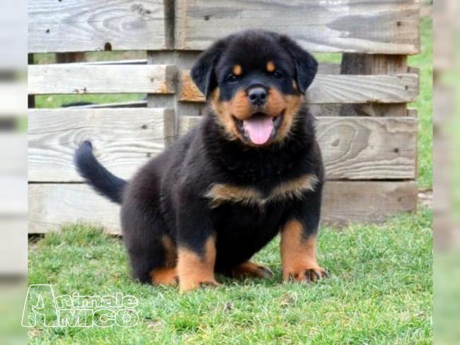 Rottweiler cachorros disponibles