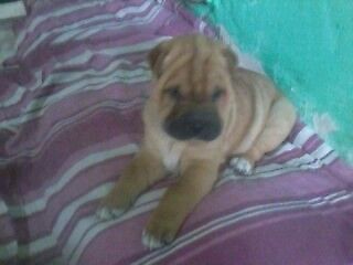 Sharpei dentro de 30 dias