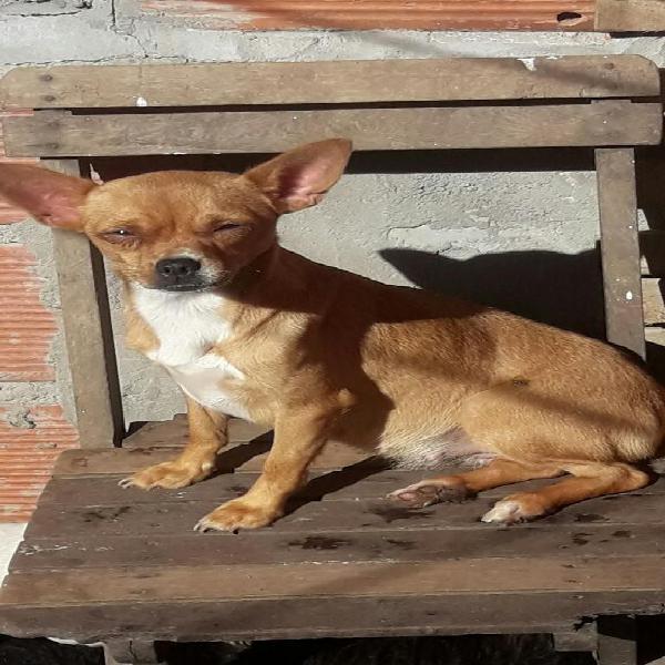 Vendo Pareja de Chihuahua Hermosos