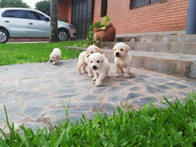 Vendo cachorros Labradores retriever