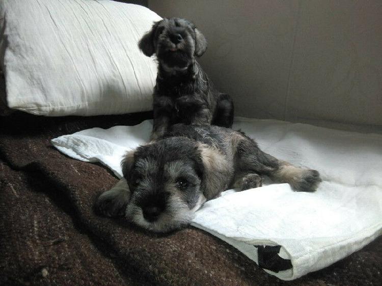 cachorros mini schnauzer