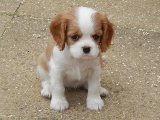 cavalier king charles cachorros disponibles