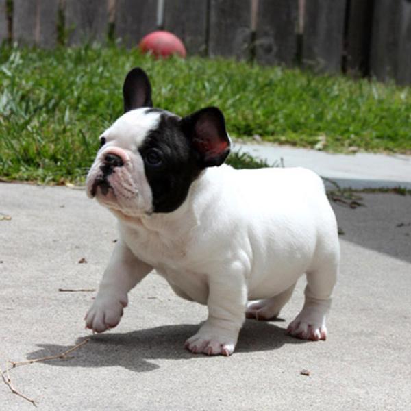 vendo cachorros bulldog francés vacunados y desparacitados