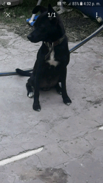 Cruza Pincher adopcion