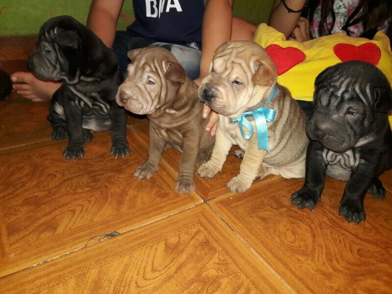 Vendo hermosos sharpei 3 hembrita 1 machito padres ala vista