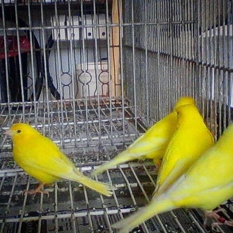 Canarios roller amarillos