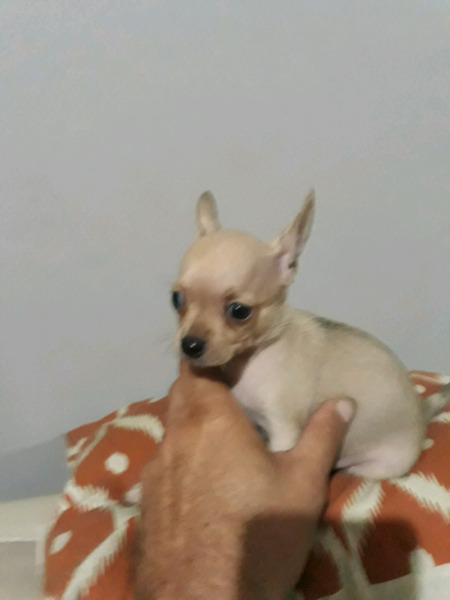 Chihuahuas de bolsillo machitos envios a domicilio