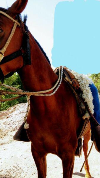 Regalo Yegua zaina, caballo
