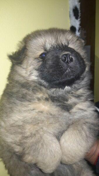 chow chow hermosos aleonados