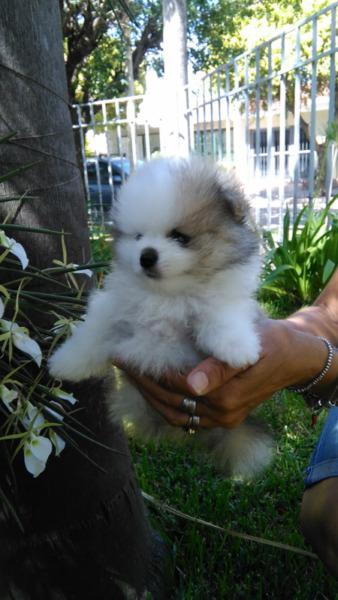 Pomerania cachorro en venta